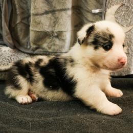 American Corgi, Cardigan Welsh Corgi, and Pembroke Welsh Corgi Puppies from Cal Beach Corgis