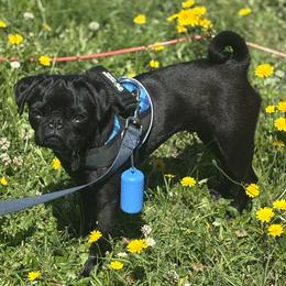 Pug puppies from Cupid’s Pugs