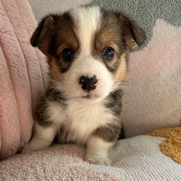 Rowan - Sable male Pembroke Welsh Corgi puppy in Paxton, Illinois from McGovern Family Corgis