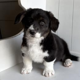 Dove - Black and white female American Corgi puppy in Temple, Texas from Silver Moon Cardigan Corgis
