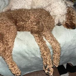 German Shorthaired Pointer and Goldendoodle All Grown Up from Leppards Kennel