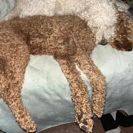 German Shorthaired Pointer and Goldendoodle All Grown Up from Leppards Kennel