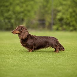 Moonie - Dachshund