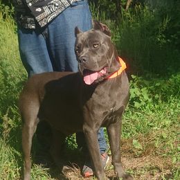 Zefira - Cane Corso
