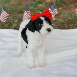Witch - Black and white female Cavapoo puppy in Blanchard, Oklahoma from Curly Q Cavapoos
