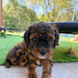 Franny - Sable female Cavapoo puppy in Wamego, Kansas from Doodles of Oz