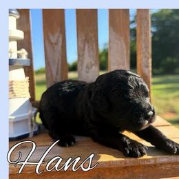 Hans - Black male Cavapoo puppy in Clinton, Oklahoma from Enchanted Spaniels