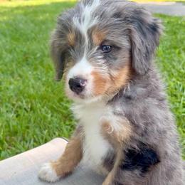 Ultra Birch - Blue merle male Bernedoodle puppy in Campbellsville, Kentucky from Blue Belle Hills Bernedoodles