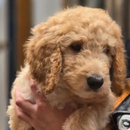 Darling - Gold female Bordoodle puppy in Indianapolis, Indiana from Indiana Bordoodles