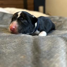 Spud - Black and white male Border Collie puppy in Franklin, Maine from Broad Meadow Borders