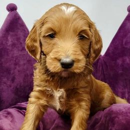 Yellow Female - Apricot female Goldendoodle puppy in Great Falls, Montana from Montana Goldendoodles
