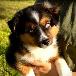 Deets - Black tri male Miniature American Shepherd puppy in Valley Springs, California from Raindance Ranch