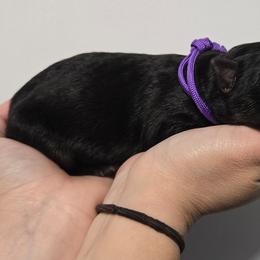 Purple Girl - Black and red female German Shepherd puppy in Ocala, Florida from Guardian Shepherds