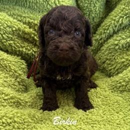 Birkin - Chocolate female Australian Labradoodle puppy in Easley, South Carolina from Royal Diamond Australian Labradoodles