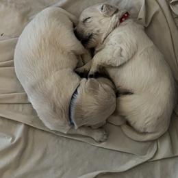 Golden Retriever Puppies from Abundant Grace Goldens