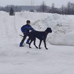 Great Danes from Plum CrazyDanes