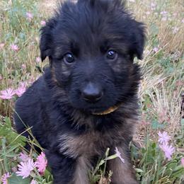 Chibi - Black and red female German Shepherd puppy in Cave Junction, Oregon from Faith Shepherds