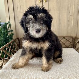 Thing - male Australian Mountain Doodle puppy in Culpeper, Virginia from Hazel River Doodles