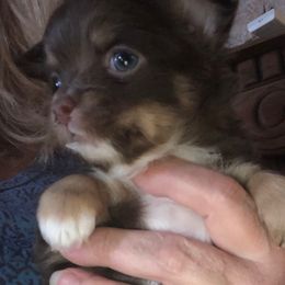 Dorothy - Chocolate female Chihuahua puppy in Amelia, Virginia from Pannell’s Precious Pups