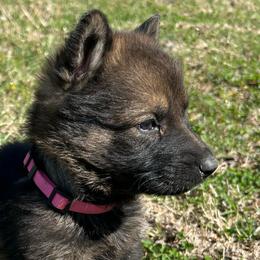Ella - female German Shepherd puppy in Dewy, Oklahoma from Great North Kennels