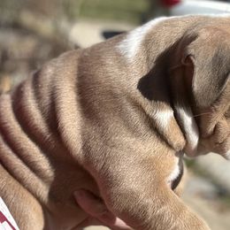 Female 1 - Fawn Bulldog puppy in Alexandria, Virginia from Stacey D’s Bulldogs