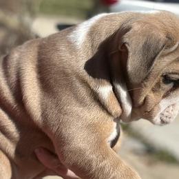 Female 1 - Fawn Bulldog puppy in Alexandria, Virginia from Stacey D’s Bulldogs