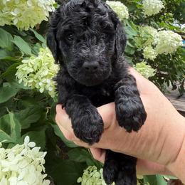 Benjamin Franklin - Black male Poodle puppy in Fairfield, North Carolina from Leaning T Ranch