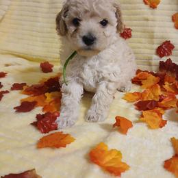 Dexter - Cream male Poodle puppy in Blanch, North Carolina from Faithful Hearts Kennel