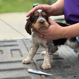 English Springer Spaniel puppies from The Proper Pointer Co.