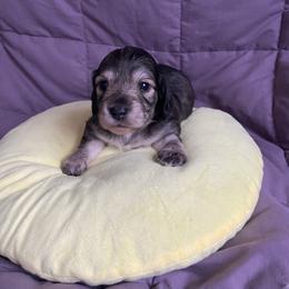 Ana-Cream Sable - Sable female Dachshund puppy in Wolf Lake, Indiana from Canisteo Dachshunds