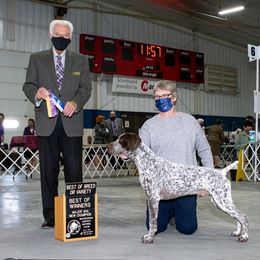 German Shorthaired Pointer All Grown Up from Proud Pine Farm