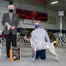 German Shorthaired Pointer All Grown Up from Proud Pine Farm