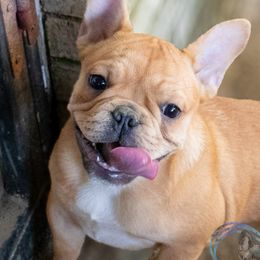 French Bulldogs from Love A Bull Frenchies
