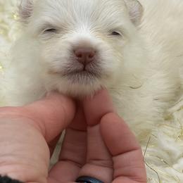 Yetti - Cream male Pomeranian puppy in Franklin, North Carolina from A&J Cutie Pawtooties