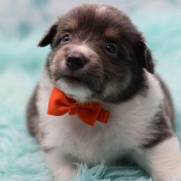 Cobalt - Fluffy - Gray and white male American Corgi puppy in Lithia, Florida from Diamondcrest Inc