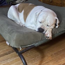 American Bulldog Puppies from Beth’s Bullys