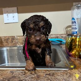 Elsa - Phantom female Poodle puppy in Huntsville, Alabama from Flint River Poodles