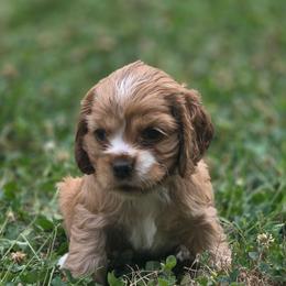 Fiona - Buff female Cocker Spaniel puppy in Winston Salem, North Carolina from The Hearthstead