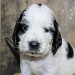 Dottie - Black and white female English Springer Spaniel puppy in Winchester, Kentucky from Hidden Springs Farm