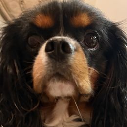 Bentley - Cavalier King Charles Spaniel