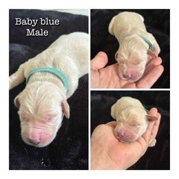 Baby Blue - Light golden male Golden Retriever puppy in Groveland, Florida from Daisy Lynn Goldens