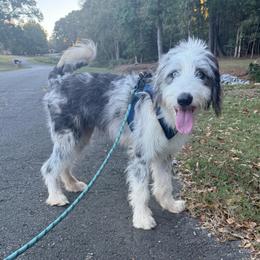 Hawkeye - male Australian Mountain Doodle puppy in Williamston, South Carolina from Sassy Bob’s Dogs