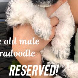 Shooter - Labradoodle puppy in Naples, Florida from Devoted Labradoodles