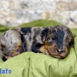 Gelato - Merle male Bernedoodle puppy in Midland, Michigan from Northern Charm Farm