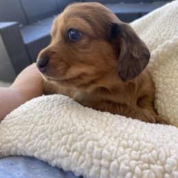 Dachshund Puppies from Ruby Desert Doxies
