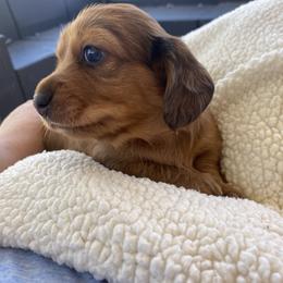 Dachshund Puppies from Ruby Desert Doxies