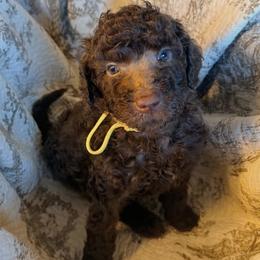 Yellow Collar Boy - Silver-beige  male Poodle puppy in Oklahoma City, Oklahoma from Velvet Standards