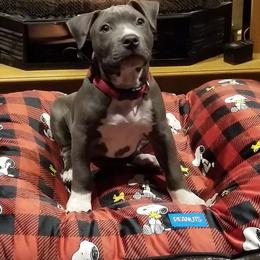 American Bully and American Staffordshire Terrier Puppies from Superstes Guard