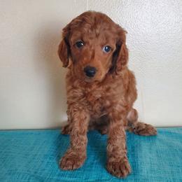 Purple Collared girl apricot - Apricot female Poodle puppy in Licking, Missouri from Majestic Embrace Poodles