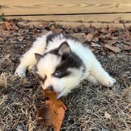 Kristoff - Blue male Pomsky puppy in Henderson, Kentucky from Paris Pomskies